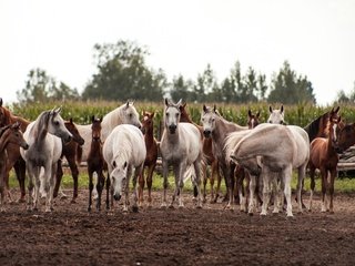 Обои поле, лошади, кони, табун, field, horse, horses, the herd разрешение 3450x2000 Загрузить