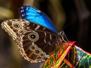 Обои природа, насекомое, бабочка, крылья, мотылек, морфо пелеида, nature, insect, butterfly, wings, moth, morpho peleid разрешение 2048x1365 Загрузить