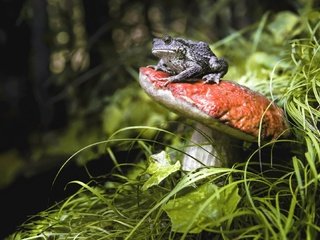 Обои трава, природа, растения, животные, лягушка, гриб, grass, nature, plants, animals, frog, mushroom разрешение 2048x1322 Загрузить