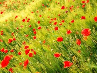 Обои цветы, трава, природа, поле, лепестки, красные, маки, луг, flowers, grass, nature, field, petals, red, maki, meadow разрешение 2560x1600 Загрузить