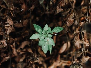 Обои природа, зелень, листья, макро, зеленые, сухие, nature, greens, leaves, macro, green, dry разрешение 5184x3456 Загрузить