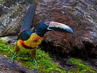 Обои птица, тукан, клюв, ошейниковый арасари, bird, toucan, beak, collared aracari разрешение 2048x1338 Загрузить