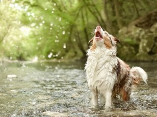 Обои вода, река, природа, собака, австралийская овчарка, water, river, nature, dog, australian shepherd разрешение 2560x1570 Загрузить