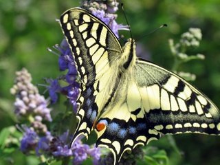 Обои цветы, насекомое, бабочка, крылья, махаон, flowers, insect, butterfly, wings, swallowtail разрешение 2080x1383 Загрузить
