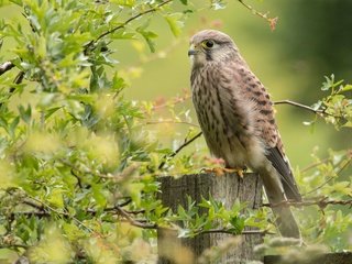 Обои ветки, птица, сокол, пустельга, branches, bird, falcon, kestrel разрешение 2048x1516 Загрузить