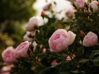 Обои цветы, бутоны, листья, розы, лепестки, розовый куст, flowers, buds, leaves, roses, petals, rose bush разрешение 4672x3104 Загрузить