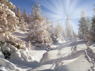 Обои небо, деревья, снег, природа, лес, зима, the sky, trees, snow, nature, forest, winter разрешение 2880x1800 Загрузить