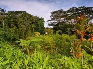 Обои деревья, зелень, кусты, пальмы, сша, тропики, джунгли, гавайи, trees, greens, the bushes, palm trees, usa, tropics, jungle, hawaii разрешение 2560x1697 Загрузить