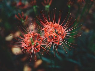 Обои цветы, цветение, макро, лепестки, красные, пестики, амариллис, cluster amaryllis, flowers, flowering, macro, petals, red, pistils, amaryllis разрешение 1920x1279 Загрузить