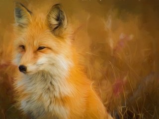 Обои мордочка, взгляд, лиса, лисица, muzzle, look, fox разрешение 5315x3543 Загрузить