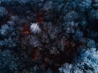 Обои деревья, лес, зима, вид сверху, иней, сосны, trees, forest, winter, the view from the top, frost, pine разрешение 5120x2880 Загрузить