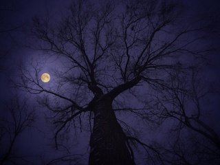 Обои небо, дерево, ветки, луна, the sky, tree, branches, the moon разрешение 3264x2162 Загрузить