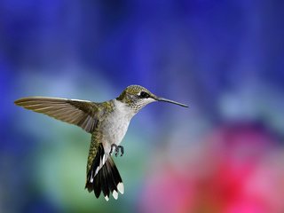 Обои фон, крылья, размытость, птица, клюв, перья, колибри, background, wings, blur, bird, beak, feathers, hummingbird разрешение 2759x1624 Загрузить