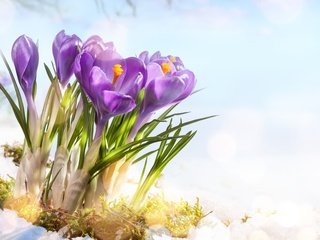 Обои цветы, снег, весна, крокусы, flowers, snow, spring, crocuses разрешение 1920x1200 Загрузить