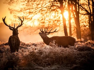 Обои солнце, природа, олень, утро, рога, олени, the sun, nature, deer, morning, horns разрешение 1920x1200 Загрузить