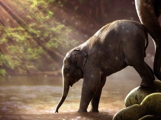 Обои вода, хобот, река, слоненок, природа, лес, слон, слоны, солнечные лучи, саванна, water, trunk, river, nature, forest, elephant, elephants, the sun's rays, savannah разрешение 1920x1200 Загрузить