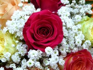 Обои цветы, бутоны, розы, красные, жемчужница, тысячелистник птармика, flowers, buds, roses, red, oyster, yarrow of ptarmica разрешение 3264x2448 Загрузить