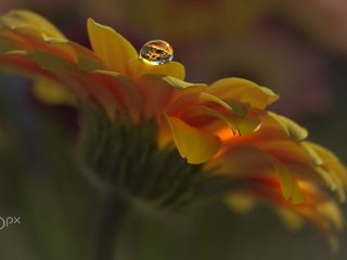 Обои макро, цветок, капля, лепестки, календула, aylin in the dropland, macro, flower, drop, petals, calendula разрешение 2000x1167 Загрузить