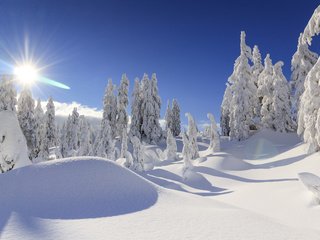 Обои деревья, британская колумбия, солнце, снег, зима, ванкувер, ели, канада, сугробы, trees, british columbia, the sun, snow, winter, vancouver, ate, canada, the snow разрешение 4200x2800 Загрузить