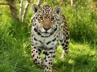 Обои морда, трава, взгляд, хищник, ягуар, дикая кошка, face, grass, look, predator, jaguar, wild cat разрешение 2048x1365 Загрузить