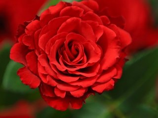 Обои цветок, роза, лепестки, красный, бутон, flower, rose, petals, red, bud разрешение 2560x1600 Загрузить