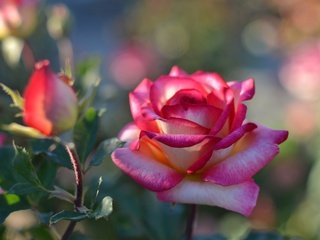 Обои цветок, роза, лепестки, бутон, куст, боке, flower, rose, petals, bud, bush, bokeh разрешение 2560x1696 Загрузить
