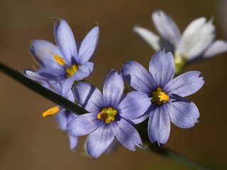 Обои цветы, макро, фон, размытость, сиреневые, голубоглазка, flowers, macro, background, blur, lilac, blue eyes разрешение 2048x1365 Загрузить