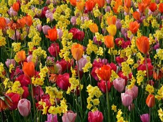 Обои цветы, разноцветные, весна, тюльпаны, нарциссы, flowers, colorful, spring, tulips, daffodils разрешение 4572x3028 Загрузить