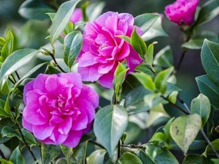 Обои цветы, листья, лепестки, сад, куст, боке, камелия, flowers, leaves, petals, garden, bush, bokeh, camellia разрешение 3000x1987 Загрузить