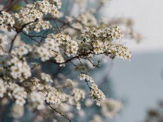 Обои цветы, ветки, весна, flowers, branches, spring разрешение 2048x1365 Загрузить