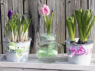 Обои цветы, горшки, тюльпан, бантик, крокусы, гиацинт, flowers, pots, tulip, bow, crocuses, hyacinth разрешение 5472x3648 Загрузить