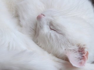 Обои кот, мордочка, усы, кошка, сон, белый, cat, muzzle, mustache, sleep, white разрешение 2560x1792 Загрузить