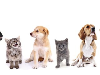 Обои кот, ретривер, котенок, бигль, щенок, белый фон, кошки, друзья, собаки, мопс, cat, retriever, kitty, beagle, puppy, white background, cats, friends, dogs, pug разрешение 5680x2400 Загрузить