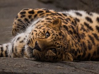 Обои морда, взгляд, леопард, хищник, вгляд, дикая кошка, face, look, leopard, predator, peer, wild cat разрешение 5472x3049 Загрузить