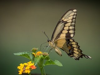 Обои макро, насекомое, цветок, бабочка, крылья, macro, insect, flower, butterfly, wings разрешение 2048x1365 Загрузить