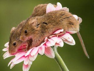 Обои макро, цветок, парочка, мыши, гербера, мышки, harvest mouse, мышь-малютка, macro, flower, a couple, mouse, gerbera, the mouse is tiny разрешение 2048x1719 Загрузить
