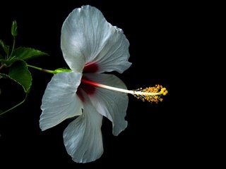 Обои макро, фон, цветок, лепестки, черный фон, гибискус, macro, background, flower, petals, black background, hibiscus разрешение 3740x2370 Загрузить