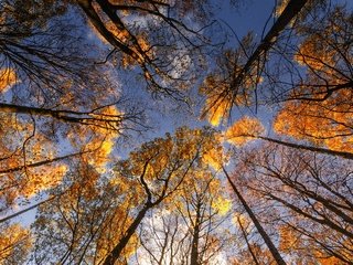 Обои небо, деревья, листья, стволы, осень, the sky, trees, leaves, trunks, autumn разрешение 2048x1255 Загрузить