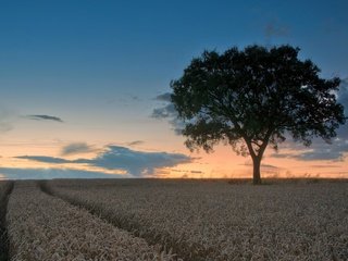 Обои небо, облака, природа, дерево, поле, горизонт, след, the sky, clouds, nature, tree, field, horizon, trail разрешение 2048x1218 Загрузить