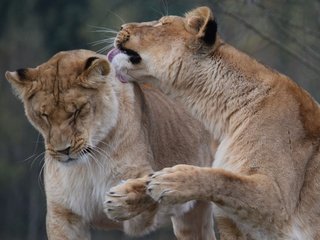 Обои морда, хищник, пара, лев, львица, дикая кошка, сафари, face, predator, pair, leo, lioness, wild cat, safari разрешение 3505x2336 Загрузить