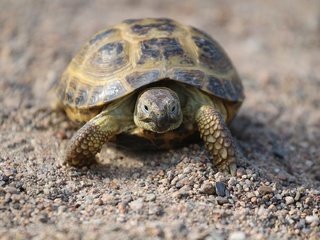 Обои камни, песок, черепаха, панцирь, прогулка, рептилия, stones, sand, turtle, shell, walk, reptile разрешение 1920x1280 Загрузить