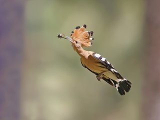 Обои полет, птица, клюв, перья, удод, flight, bird, beak, feathers, hoopoe разрешение 2500x1824 Загрузить