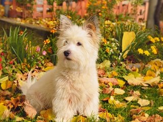 Обои природа, листва, осень, собачка, вест-хайленд-уайт-терьер, nature, foliage, autumn, dog, the west highland white terrier разрешение 2958x1847 Загрузить