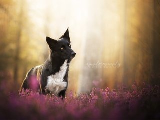 Обои цветы, природа, мордочка, взгляд, собака, овчарка, flowers, nature, muzzle, look, dog, shepherd разрешение 2048x1343 Загрузить