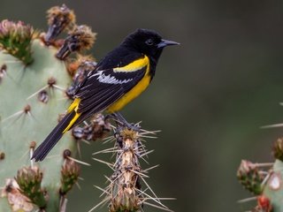 Обои птица, клюв, перья, кактус, пальмовый цветной трупиал, bird, beak, feathers, cactus, palm colored troupial разрешение 2048x1296 Загрузить