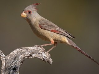 Обои птица, клюв, хвост, кардинал, самка, попугайный кардинал, bird, beak, tail, cardinal, female, parrot cardinal разрешение 2048x1283 Загрузить