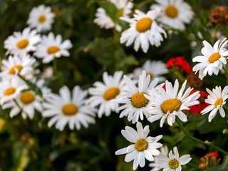 Обои цветы, лепестки, ромашки, белые, flowers, petals, chamomile, white разрешение 5760x3840 Загрузить