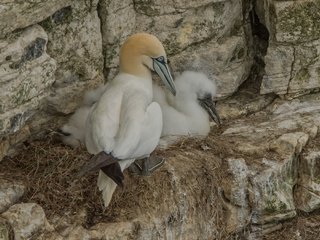 Обои скалы, птицы, гнездо, олуша, северная олуша, rocks, birds, socket, gannet, the northern gannet разрешение 2048x1349 Загрузить