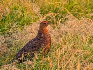 Обои трава, природа, птица, клюв, перья, куропатка, кожаная куртка, grass, nature, bird, beak, feathers, partridge, leather jacket разрешение 2048x1276 Загрузить