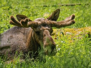 Обои морда, трава, взгляд, рога, лось, face, grass, look, horns, moose разрешение 2048x1365 Загрузить